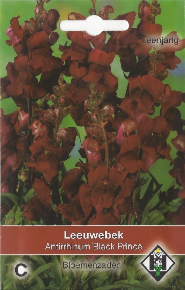 Groes Lwenmaul Black Prince (Antirrhinum) 1400 Samen